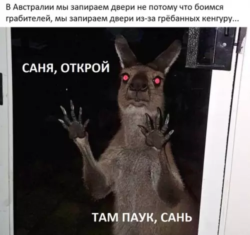 Смешная картинка №296100 животные