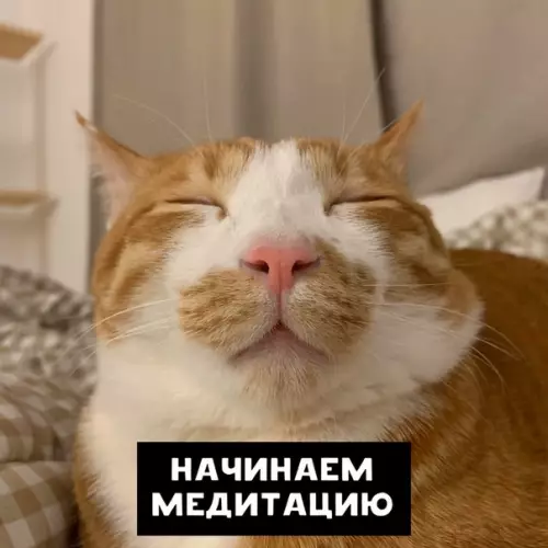 Смешная картинка №415954 Урок медитации против лени