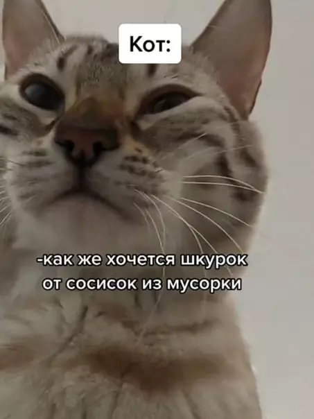 продолжение Смешная картинка №604914 все коты одинаковые