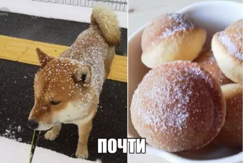 Смешная картинка №263192 собаки