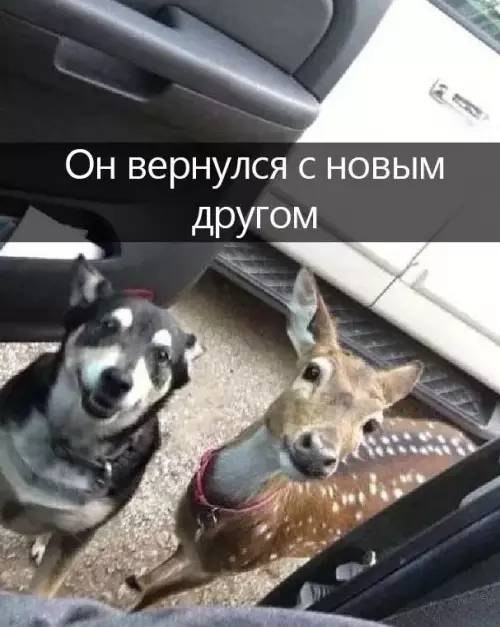 Смешная картинка №697164