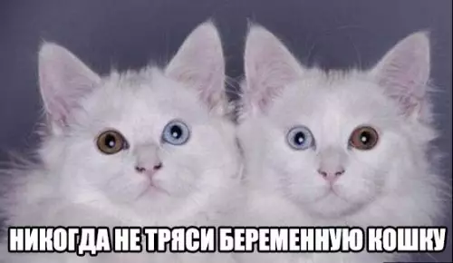 Смешная картинка №214581