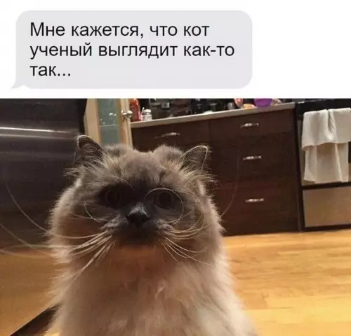 Этот кот явно что-то замышляет 🧐 - Мне кажется, что кот ученый выглядит как-то так...