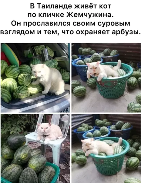 Смешная картинка №585976