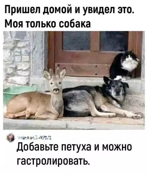 Смешная картинка №763621
