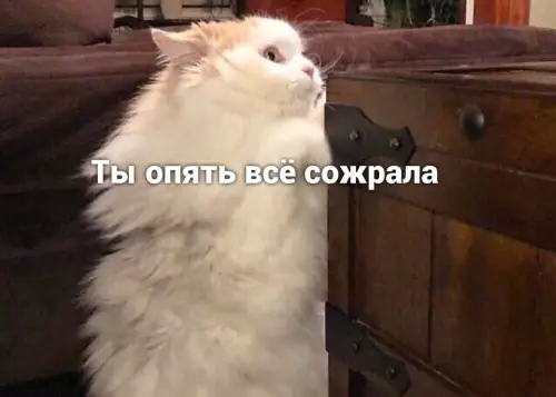Смешная картинка №641443 Hи о чeм нe жралею