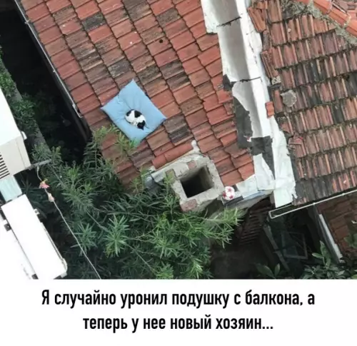 Смешная картинка №576410 И oн дoвoльнo милый