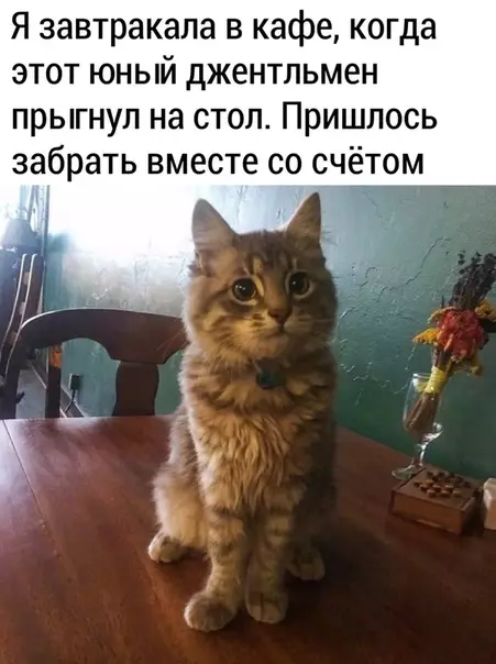 Смешная картинка №485059