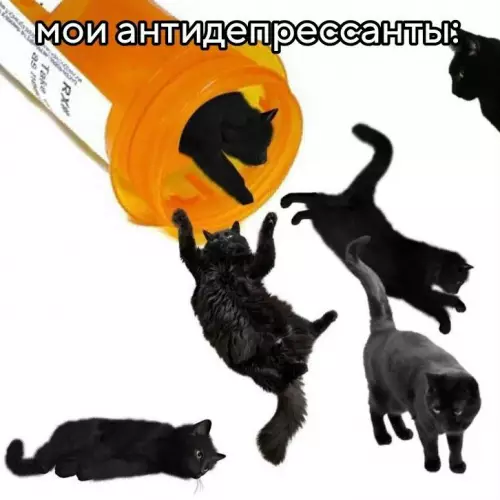 Смешная картинка №825865 Коты
