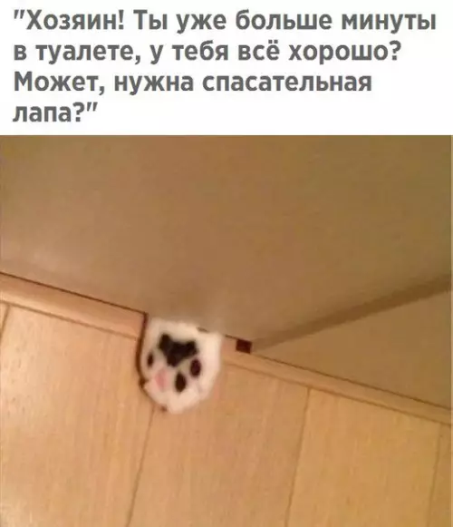 Смешная картинка №249093