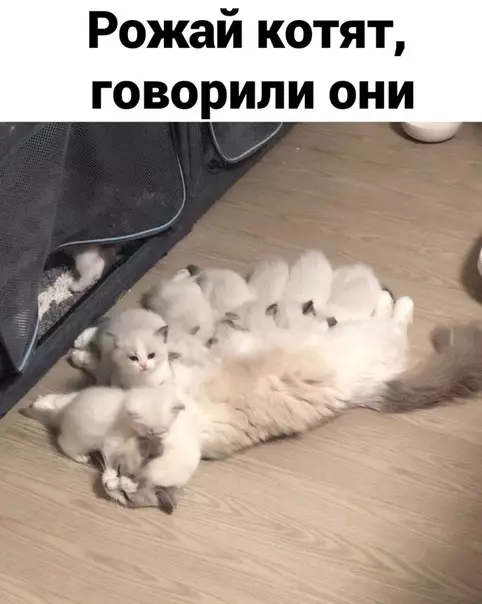 Смешная картинка №531563