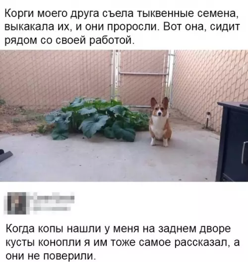 Смешная картинка №347407