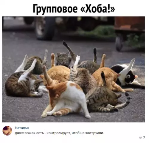 Смешная картинка №298102 Кошки