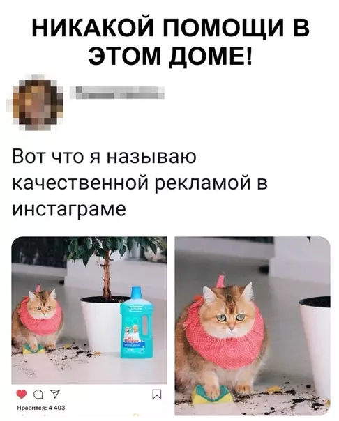 Смешная картинка №356571 кошки