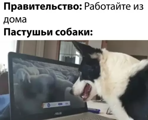 Смешная картинка №486634