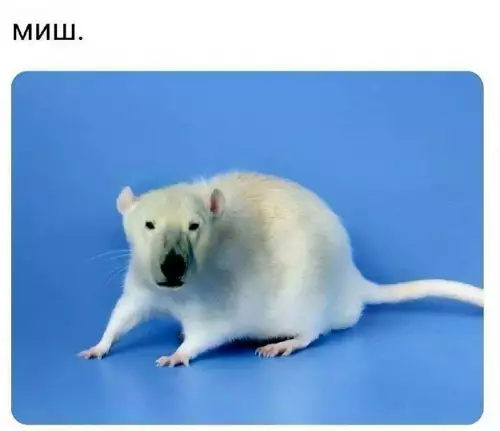 Смешная картинка №700719
