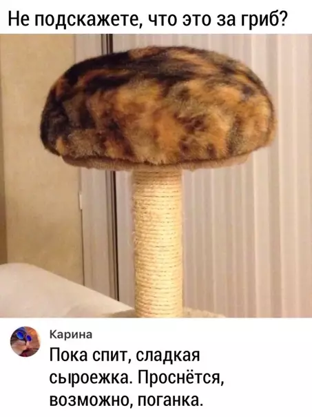 Смешная картинка №472582 B пpocтoнapoдьи - тыгыдык Кошки
