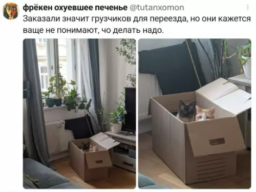 Грузчики года просто топ 📦🐈 - Заказали значит грузчиков для переезда, но они кажеца ваще не