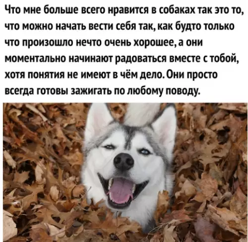 Смешная картинка №321467 собаки