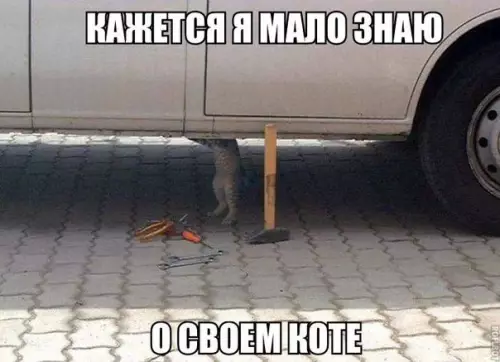 Смешная картинка №376253 Кто мужик в доме