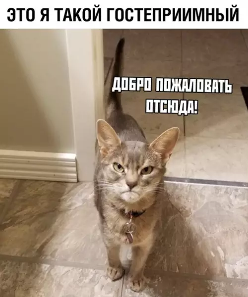 Смешная картинка №349586 коты