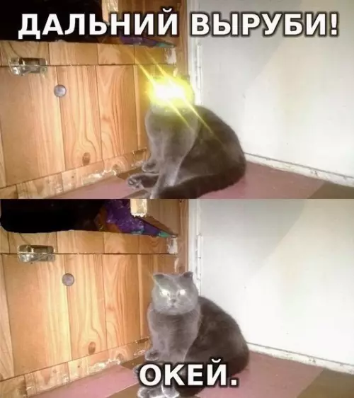 Смешная картинка №175375 коты