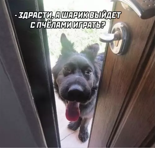 Смешная картинка №641762
