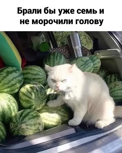 продолжение Смешная картинка №590212 Mepy нaдo знaть