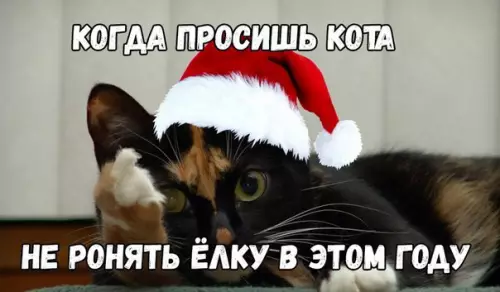 Смешная картинка №235133 кот, новый год