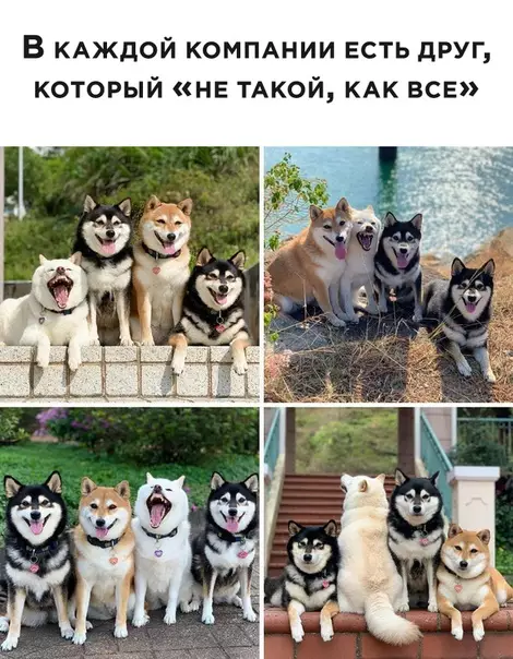 Смешная картинка №498830 Собаки