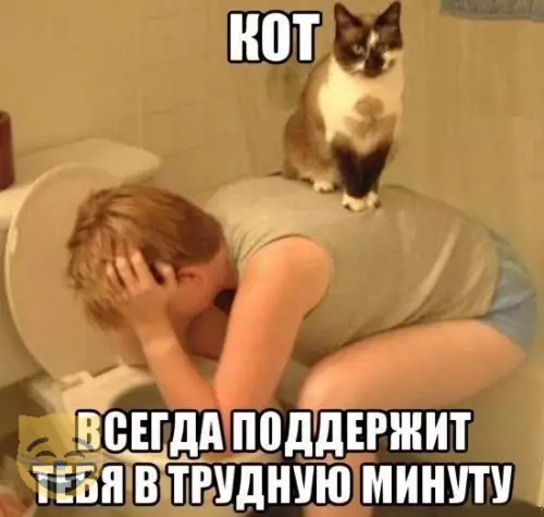 Смешная картинка №328294 Коты