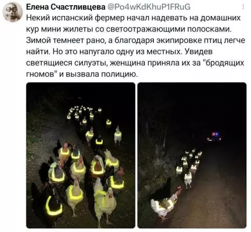 Армия светящихся гномов наступает! 🐔✨ - Некий испанский фермер начал надевать на домашних кур мини жилеты