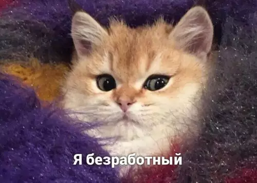продолжение Смешная картинка №598892 А, ну тогда понятно..