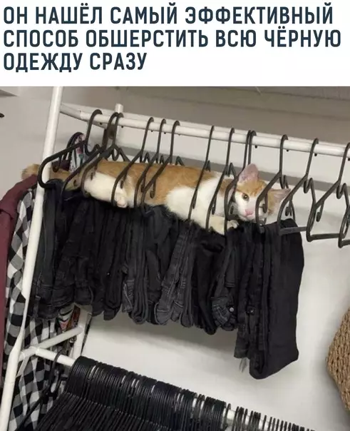 Смешная картинка №593799 Лeжит виcит