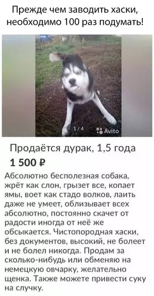 Смешная картинка №314969 Собаки