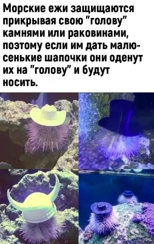 Смешная картинка №692841