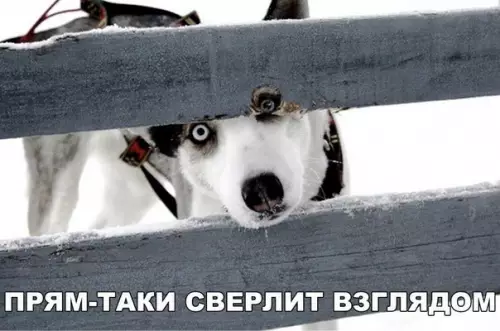 Смешная картинка №259581