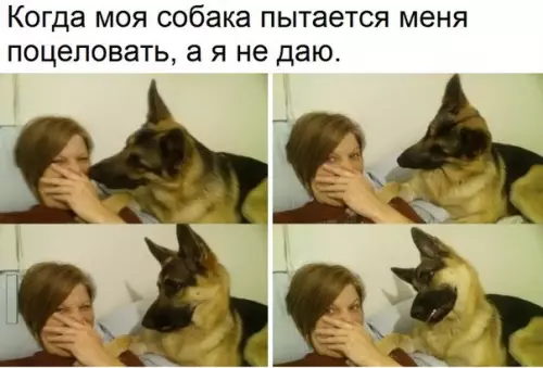 Смешная картинка №253651 собаки