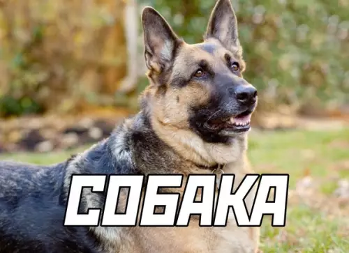 Смешная картинка №590087