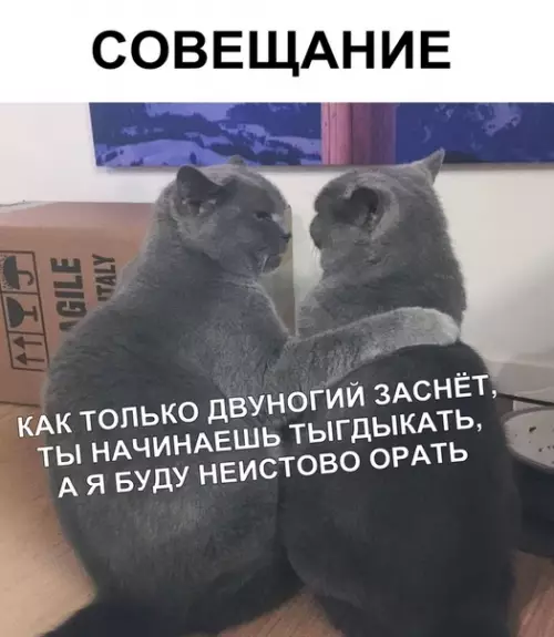 Смешная картинка №358021 кошки