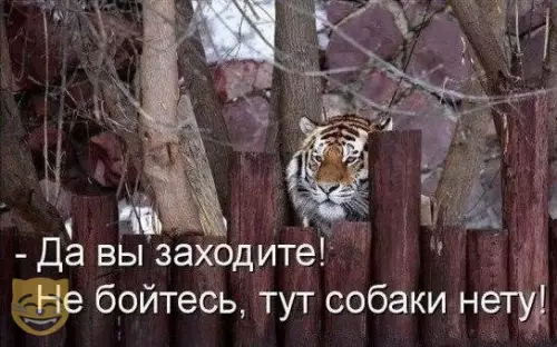 Смешная картинка №338541 #приколы #картинки #мемы ?