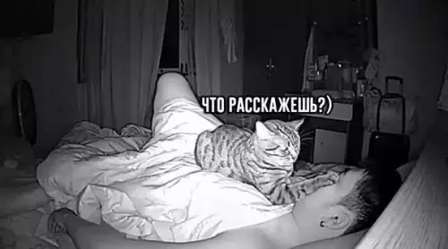 продолжение Смешная картинка №588769 Скучно коту ночью стало Коты
