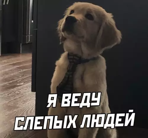 продолжение Смешная картинка №583266