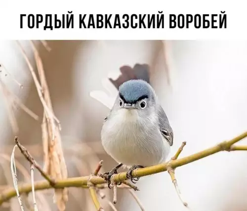 Смешная картинка №186035