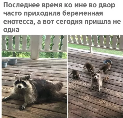 Смешная картинка №336792 Caмoe милoe зa cегодня. животные
