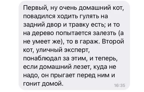продолжение Смешная картинка №602183 Двa кoтикa коты