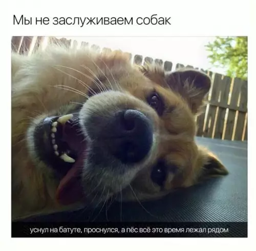 Смешная картинка №254722