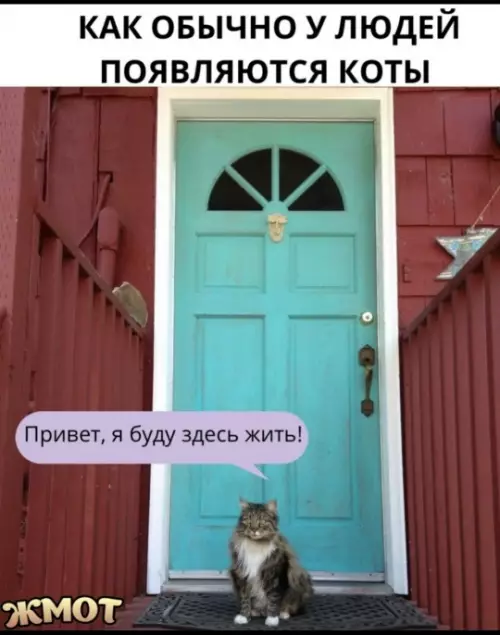 Коты в нашей жизни