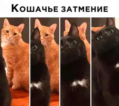 Смешная картинка №674609 Коты