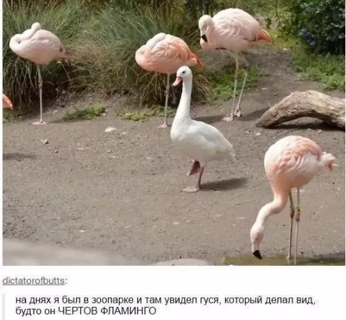 Смешная картинка №275855